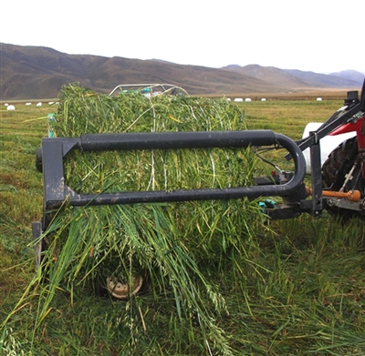 青海玉树:曲麻莱野牦牛变金草