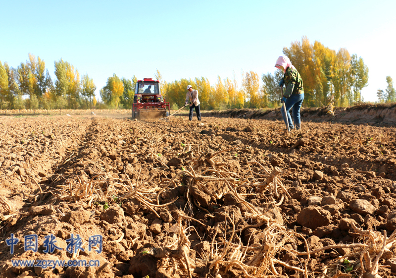 ����������Ѽů��ҩ����ֲ���ջ������