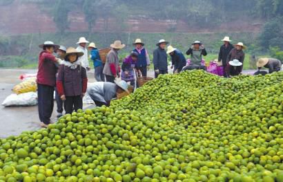 万亩柠檬果飘香 四川南充市大沟头迎来丰收季