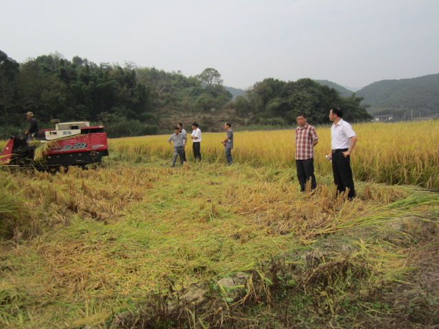 福建三明市三元:举办优质稻现场观摩测产会