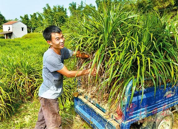 广东云浮市云城区安塘花卉种植带动农户增收