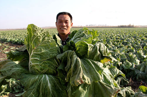 新疆双河农民白菜萝卜迎来大丰收