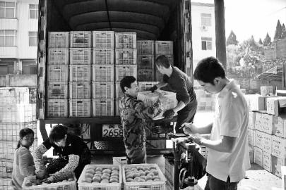 福建三明市三元:西际柑桔卖出历史最高价