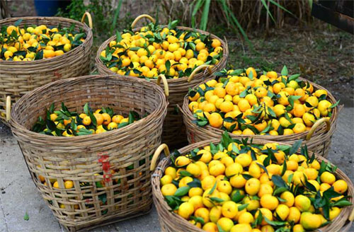 等待装车的蜜桔。