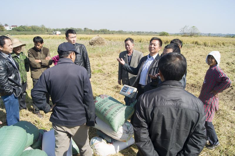 安徽望江“一种两收”再生稻喜获丰收