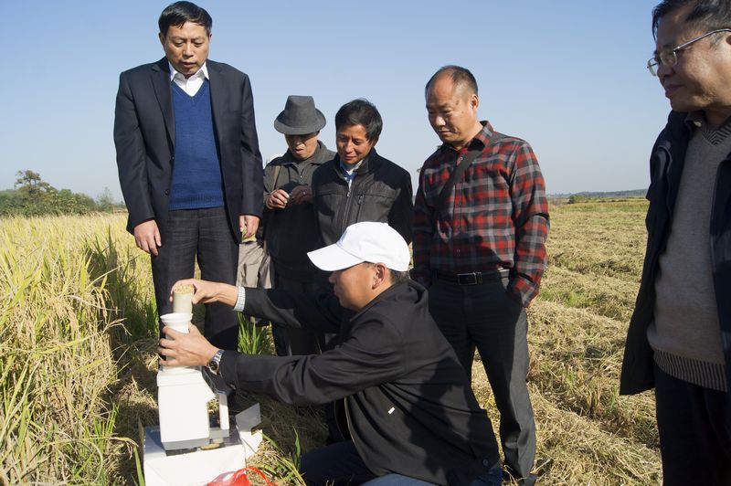 安徽望江“一种两收”再生稻喜获丰收2