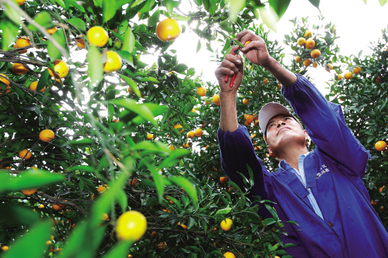 正是柑橘丰收时。