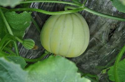 上海金山区“亭林雪瓜”农产品地理标志顺利通过国家农业部评审