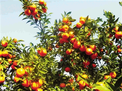 上海:和枝叶捧鲜 崇明蜜橘来