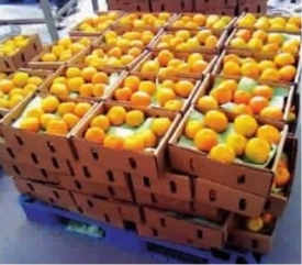 诱人蜜橘“整装待发”