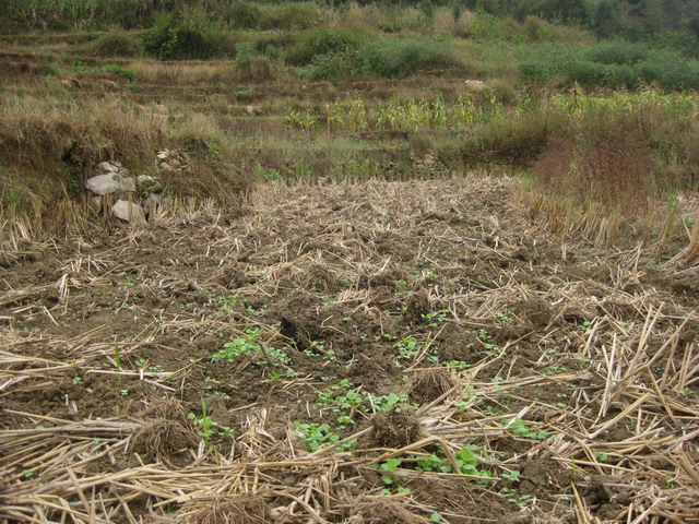 广西金秀县加大力度提升耕地质量