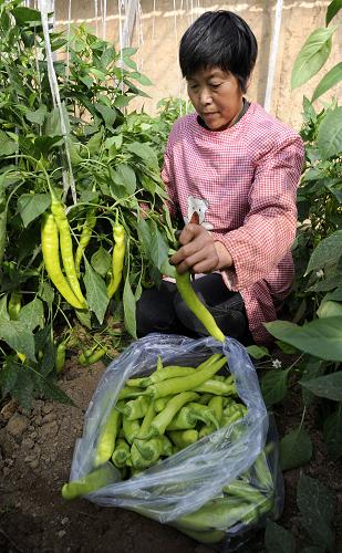 ��������أ�רҵ��������������