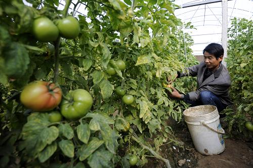 11��12�գ��������ׯ��������߲˴����ڲ�ժ��������