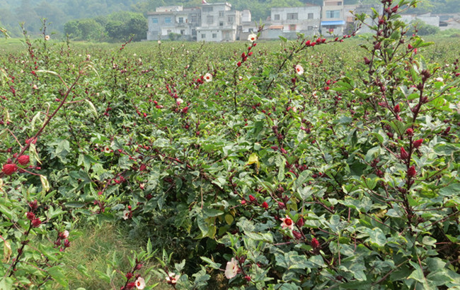 ����������õ���Ѻ���ʢ����Сɽ��