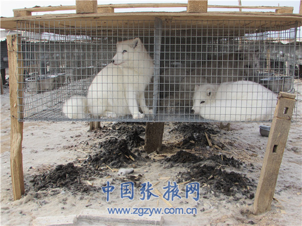 甘肃临泽农民特色养殖拓宽群众致富路