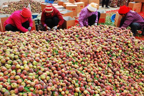 山东枣庄:“延迟冬桃”俏市场