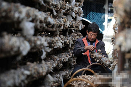 ���������ط�չ��̬��ֲ ����ƻ������ι���㹽