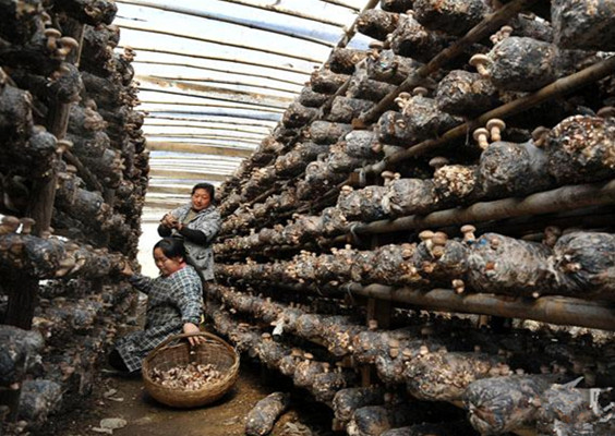 ���������ط�չ��̬��ֲ ����ƻ������ι���㹽2