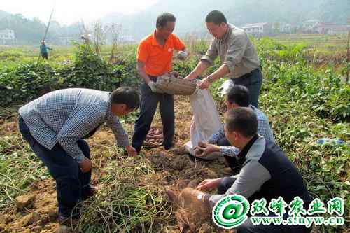 ����˫�壺��ɫ�����̾���Ա����·