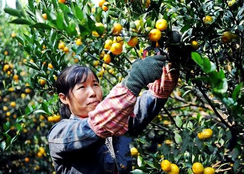 1116գǹĹũڲժ۽ۡ