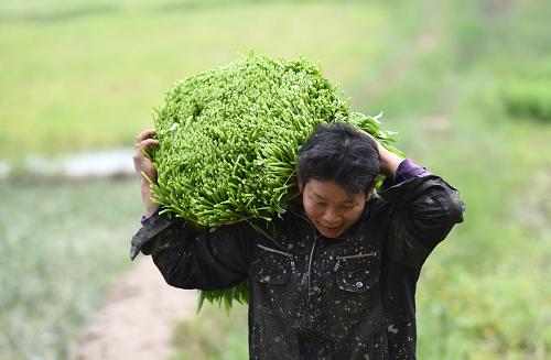 1116գɺǾƽ壬һũŸողժ߳˵ء