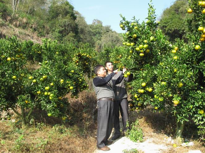 福建明溪:送技术到田头 助推水果产业发展
