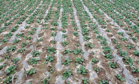 ¤ũ־ֳ뻧кũҵЧ漰ҩĲ2