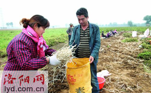 河南偃师市“银条夫妻”50亩银条喜获丰收