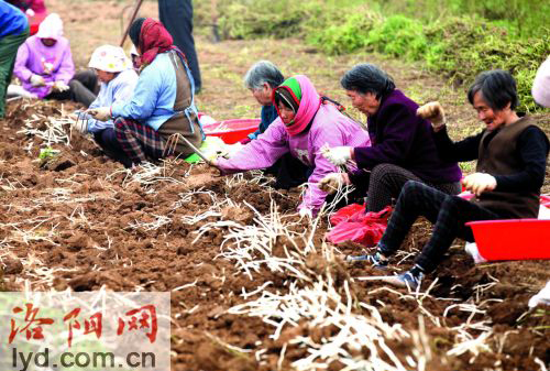 “婆婆、妈妈”们说着笑着就把活儿干了