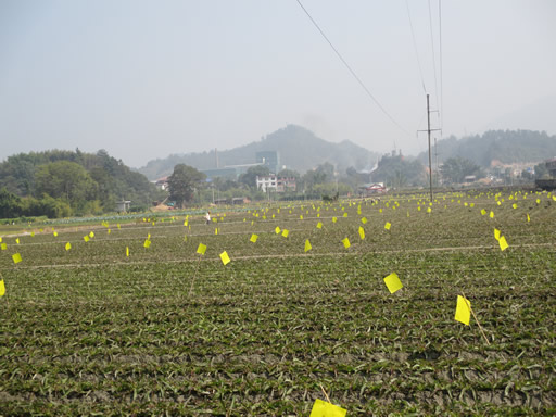 福建永安:积极防治秋冬莴苣病虫害