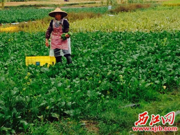 㶫з⿪ֲ߲רҵũ¸·