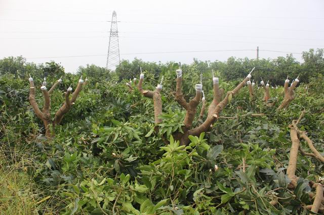 �����ﶫ������â��Ʒ�ָ������ȳ�