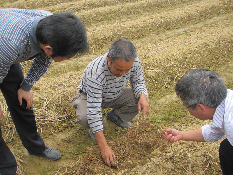 广西贵港市大力发展冬粮生产