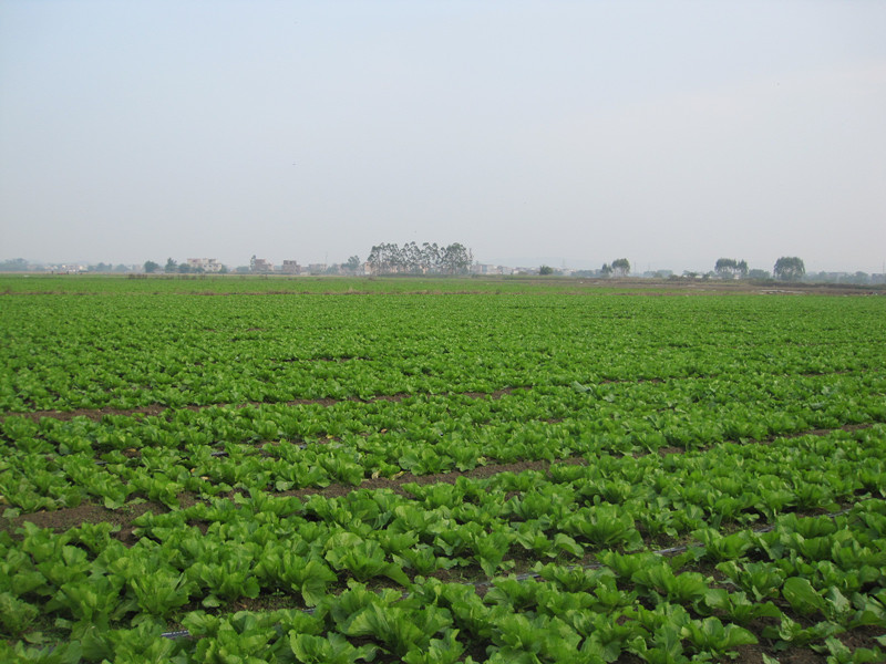 ����������ﶬ�˳��ƺ�