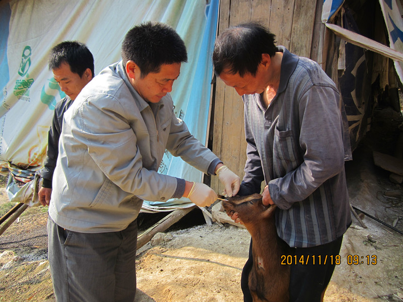 福建尤溪:完成羊外来疫病监测采样任务