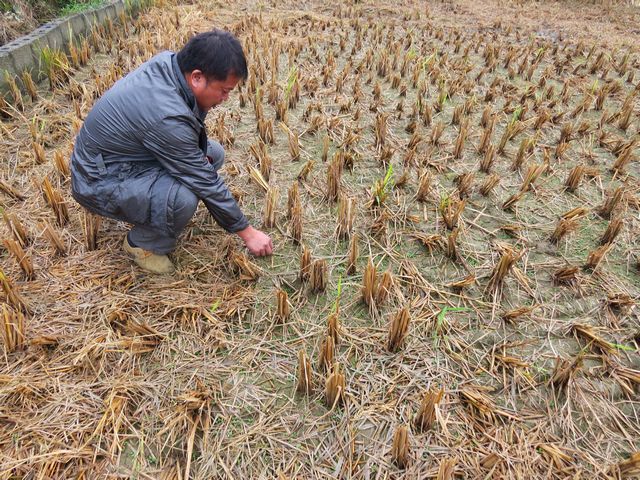 广西宜州市冬种绿肥快速推进
