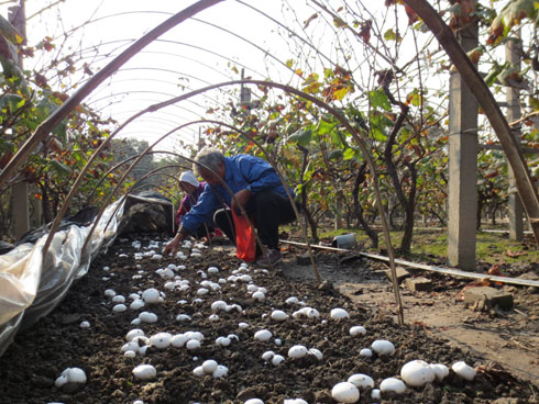 �Ϻ������Ѽ�����Ģ�� ��ũ���������