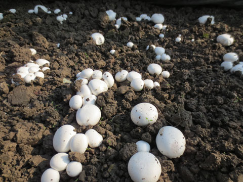 �Ϻ������Ѽ�����Ģ�� ��ũ���������2