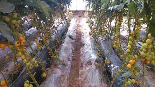 ɹԭ¡ũҵƼʾ԰ҹ˷ḻ