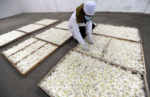 河北永清:暖棚菊花谱出致富曲