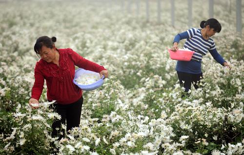 11月20日,永清县胜利新村村民在采摘河北香菊。