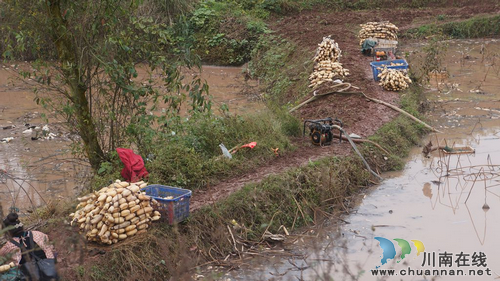 �Ĵ�������ʯ��������źϲӭ���ռ�