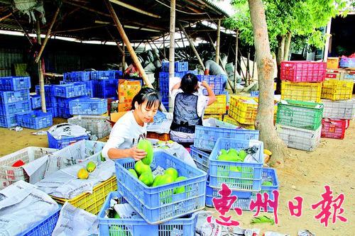 广东惠州:牛奶味木瓜平潭有得卖