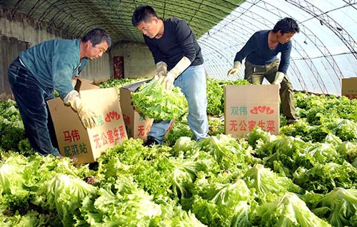 רҵ�������׼���������ƺӱ�ɽ�����߲˲�ҵ������չ