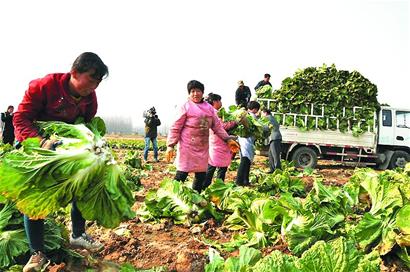 ɽ¶«½ºÖÝ£º6Íòͽº°×·áÊÕ ´ÓÃ÷Ì쿪ʼ½ø³Ç