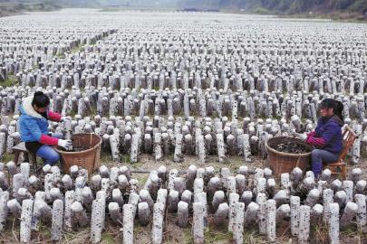 ������������������ֲ��ľ��Ч���