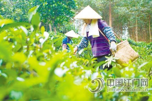 广东鹤山市双石茶乡入围“广东十大茶乡”评选 双合镇谋划打响“茶品牌”