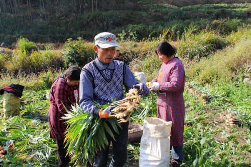 安徽岳西县店前镇2000亩无公害生姜喜获丰收