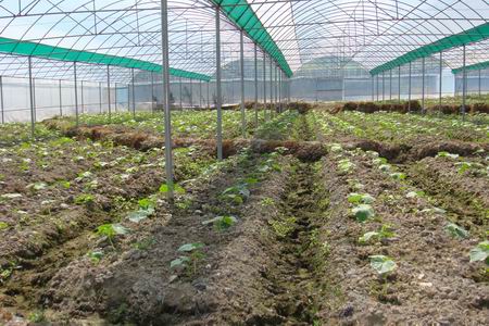 福建泰宁:建200亩设施果蔬生产基地