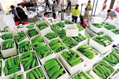 海南三亚冬季瓜菜批量上市 5天千余吨瓜菜出岛